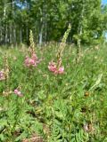 Onobrychis viciifolia