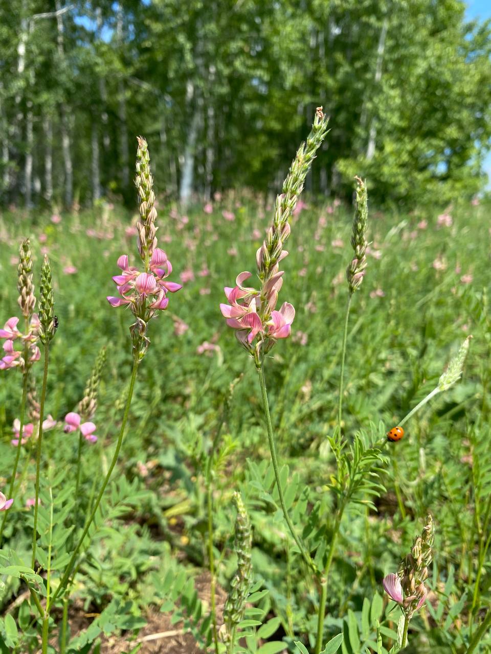 Image of Onobrychis viciifolia specimen.