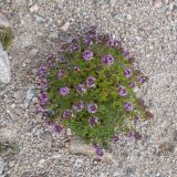 Thymus nummularius