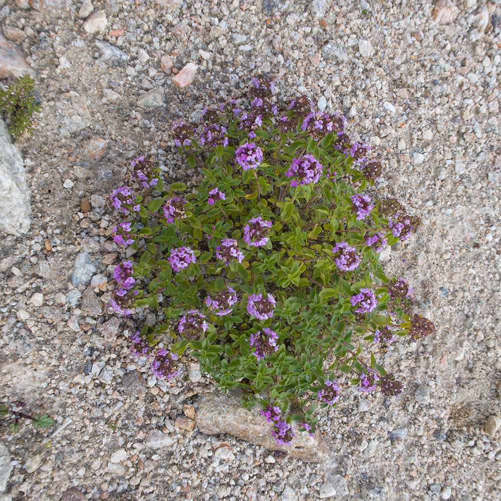 Изображение особи Thymus nummularius.