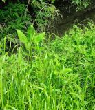 View full-size image Glyceria maxima