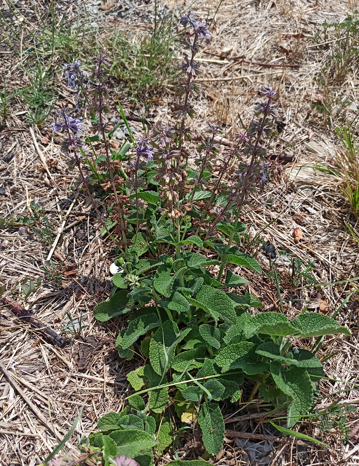 Image of Salvia verticillata specimen.