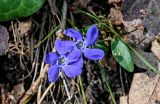 View full-size image Vinca minor