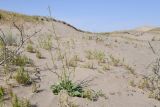View full-size image Brassica sisymbrioides