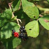 Rubus sanctus. Созревающие и зрелые плоды. Республика Абхазия, г. Сухум. 25.08.2009.