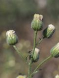 View full-size image Conyza bonariensis