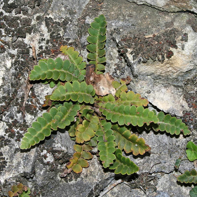 Image of Ceterach officinarum specimen.