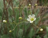 Смотреть изображение Eremogone biebersteinii