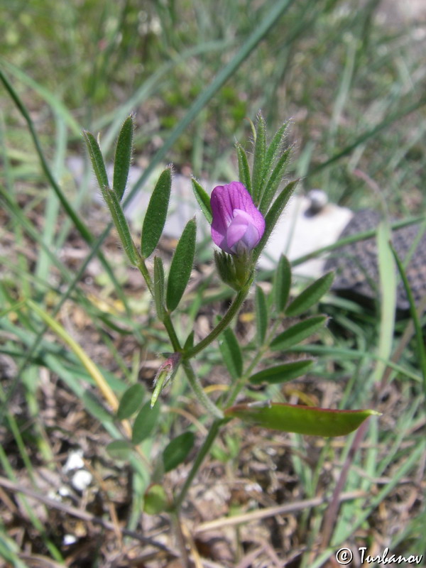 Image of Vicia lathyroides specimen.