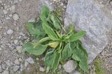 View full-size image Plantago major