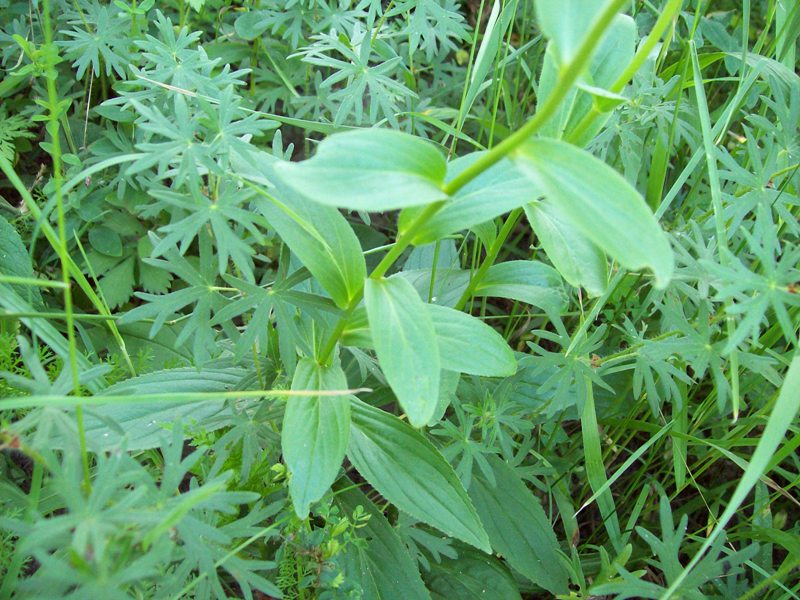 Image of Digitalis grandiflora specimen.