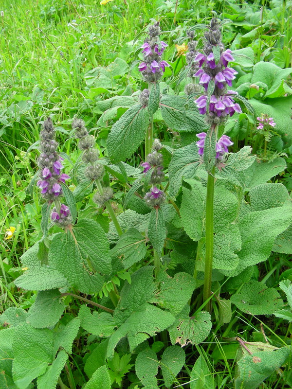 Изображение особи Phlomoides oreophila.