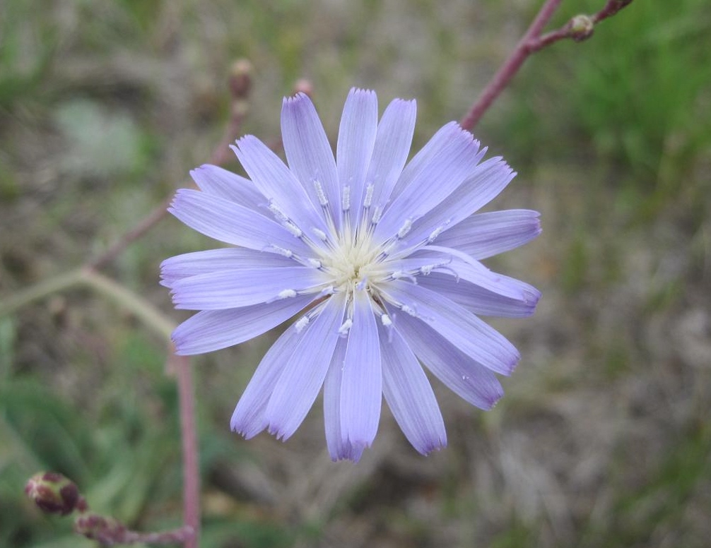 Image of Lactuca tatarica specimen.