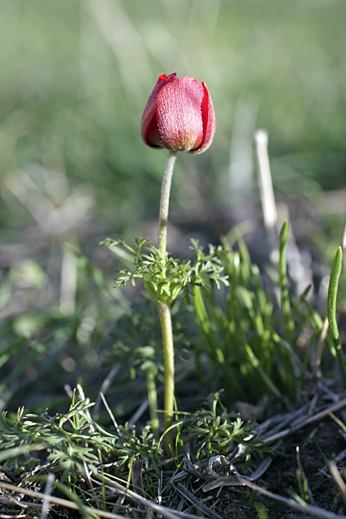 Image of Anemone bucharica specimen.