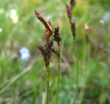 Carex huetiana