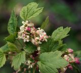 genus Ribes. Верхушка растения с соцветиями. Московская обл., Раменский р-н, окр. дер. Хрипань, садовый участок. 16.05.2011.