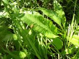 Cirsium heterophyllum. Прикорневые листья. Курская обл., Железногорский р-н, с. Жидеевка, дачи Ягодка. 6 июля 2008 г.