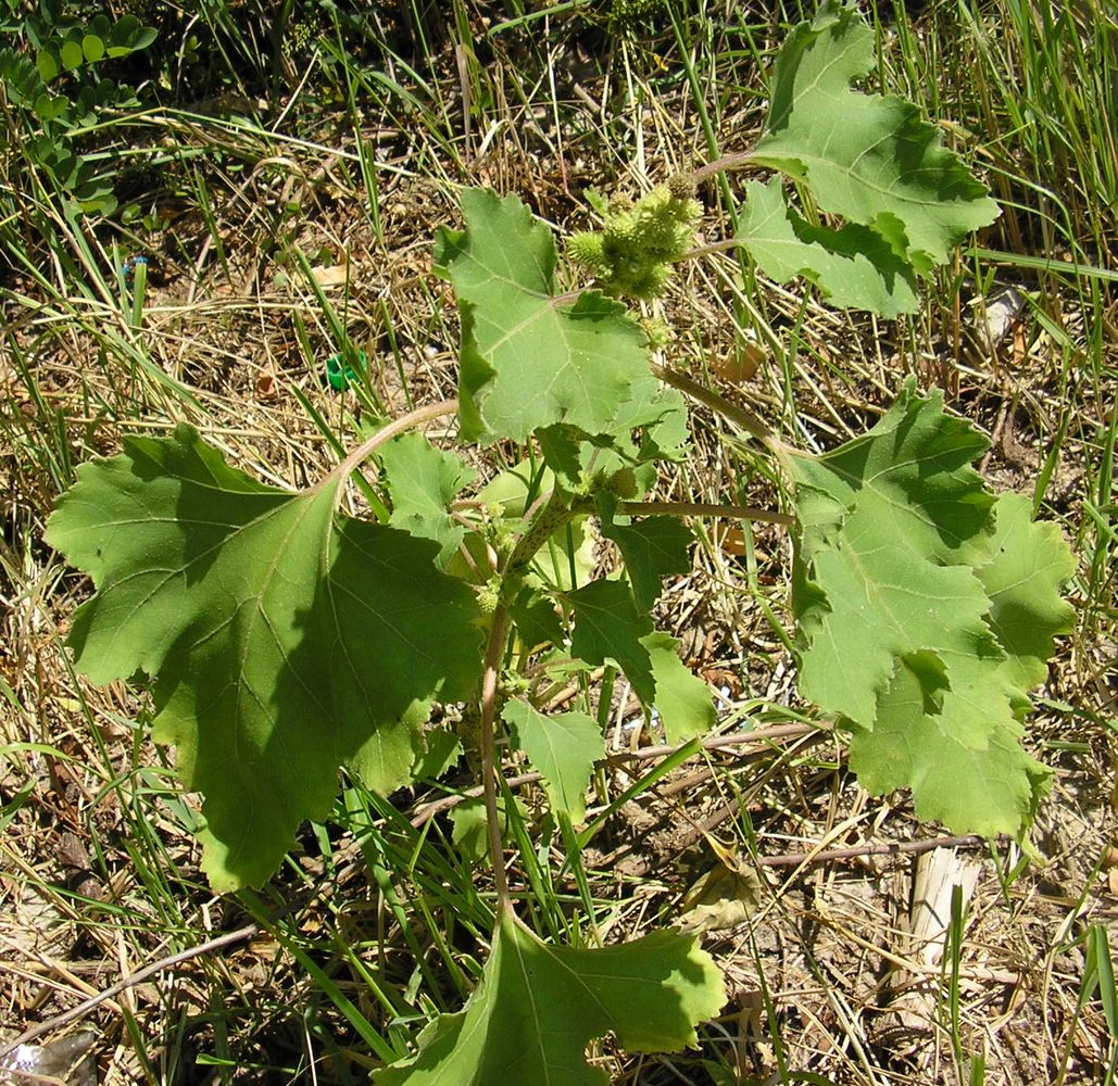 Image of Xanthium orientale specimen.