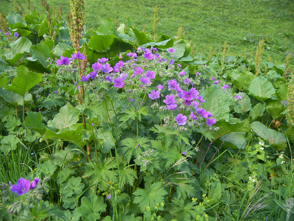 Image of Geranium sylvaticum specimen.