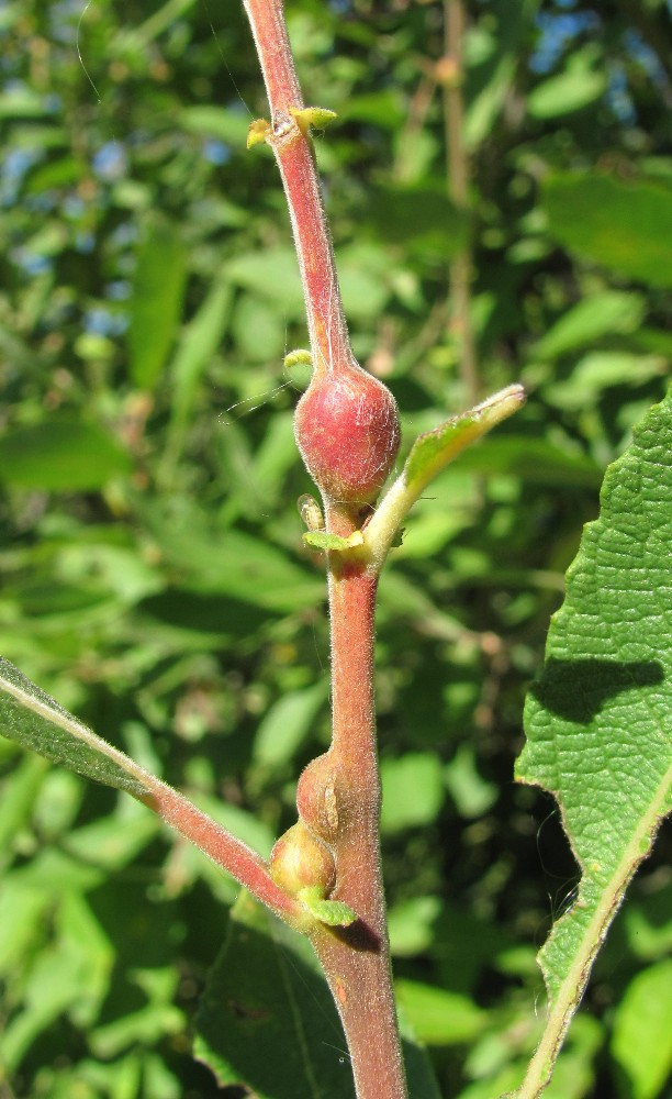 Image of Salix cinerea specimen.