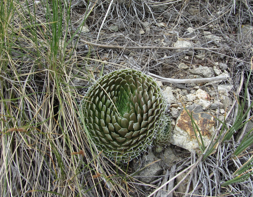 Image of Orostachys spinosa specimen.