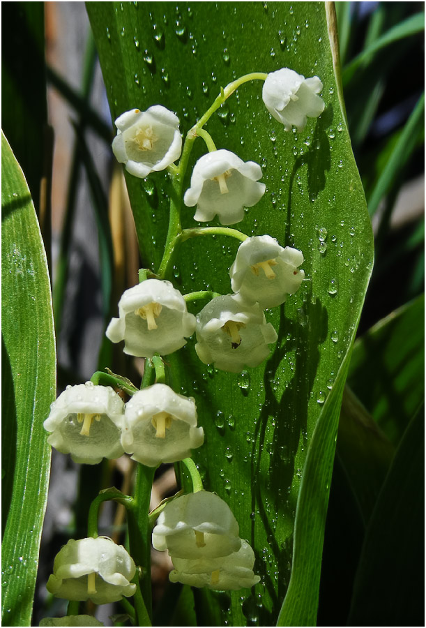 Image of Convallaria keiskei specimen.