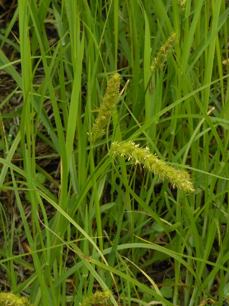 Изображение особи Carex leiorhyncha.