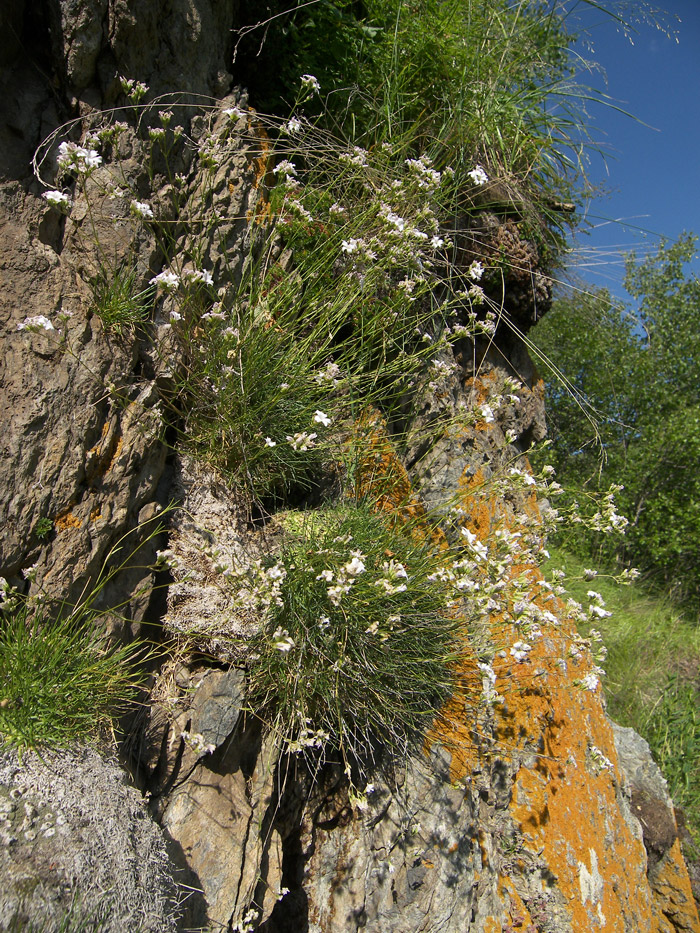 Image of Gypsophila tenuifolia specimen.