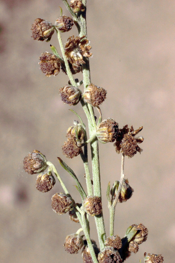 Image of Artemisia persica specimen.