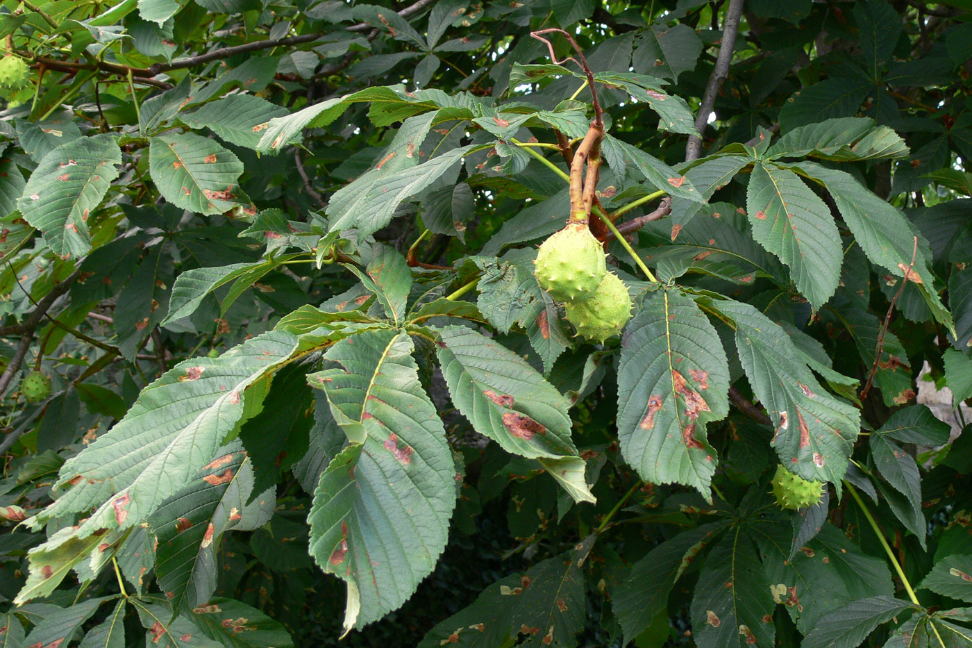 Image of Aesculus hippocastanum specimen.