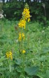 Ligularia fischeri