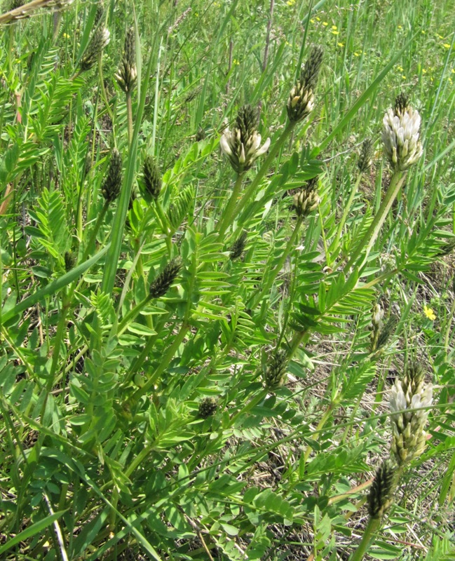 Изображение особи Astragalus inopinatus.