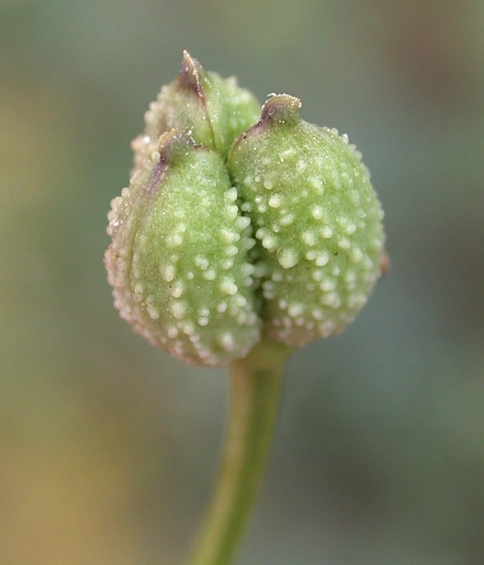 Изображение особи Garidella unguicularis.