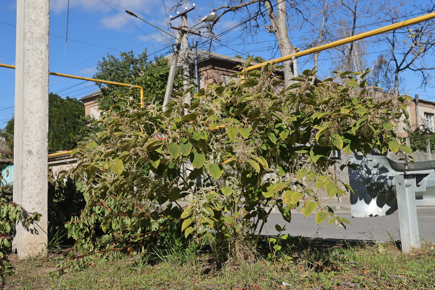 Изображение особи Reynoutria japonica.