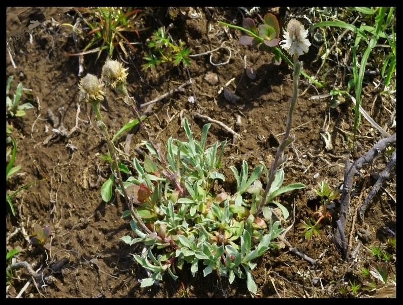 Image of Antennaria dioiciformis specimen.