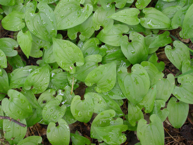 Image of Maianthemum bifolium specimen.