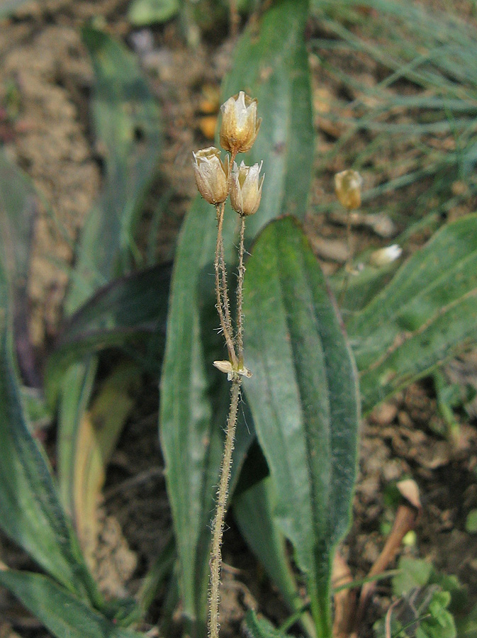 Image of Holosteum umbellatum specimen.