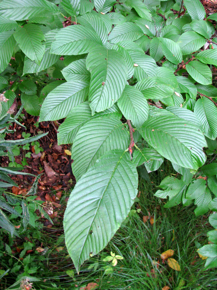 Image of Rhamnus alpina ssp. fallax specimen.