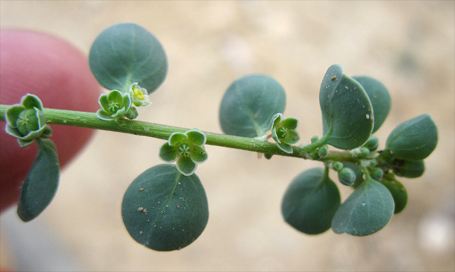 Image of Andrachne rotundifolia specimen.