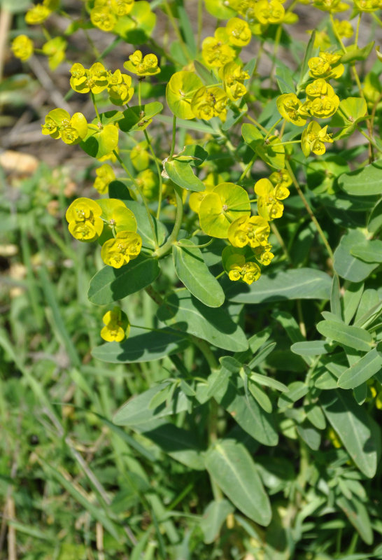 Изображение особи Euphorbia iberica.