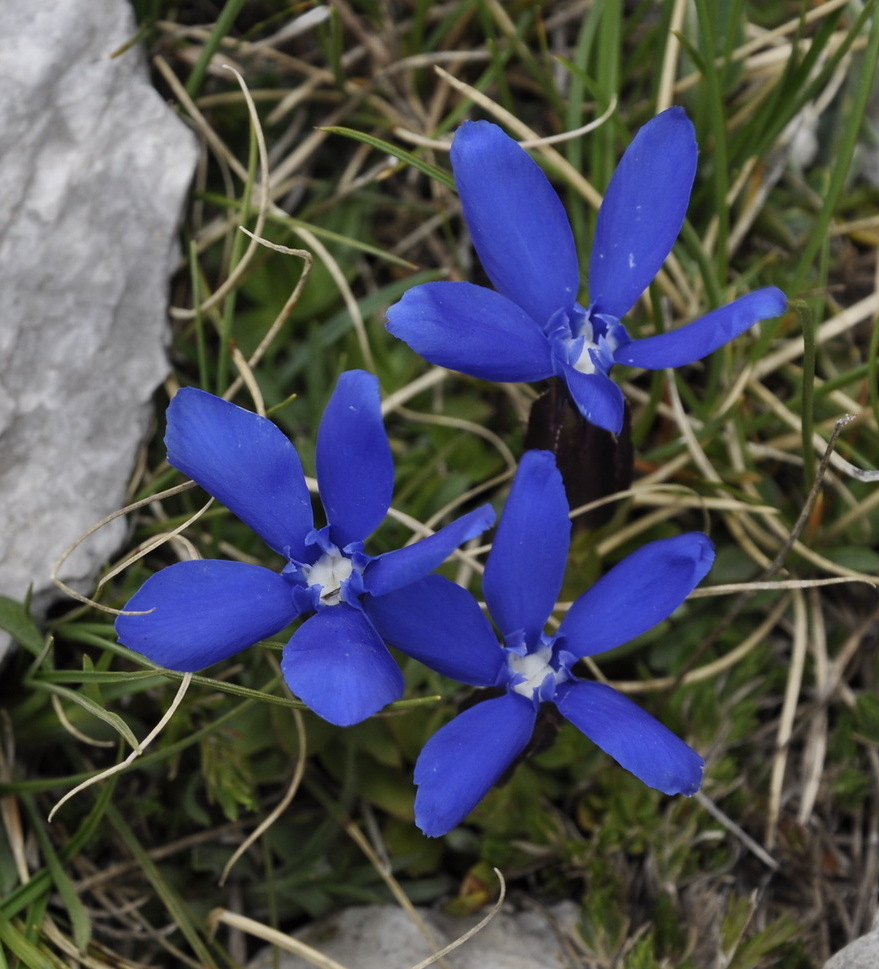 Изображение особи Gentiana verna ssp. balcanica.