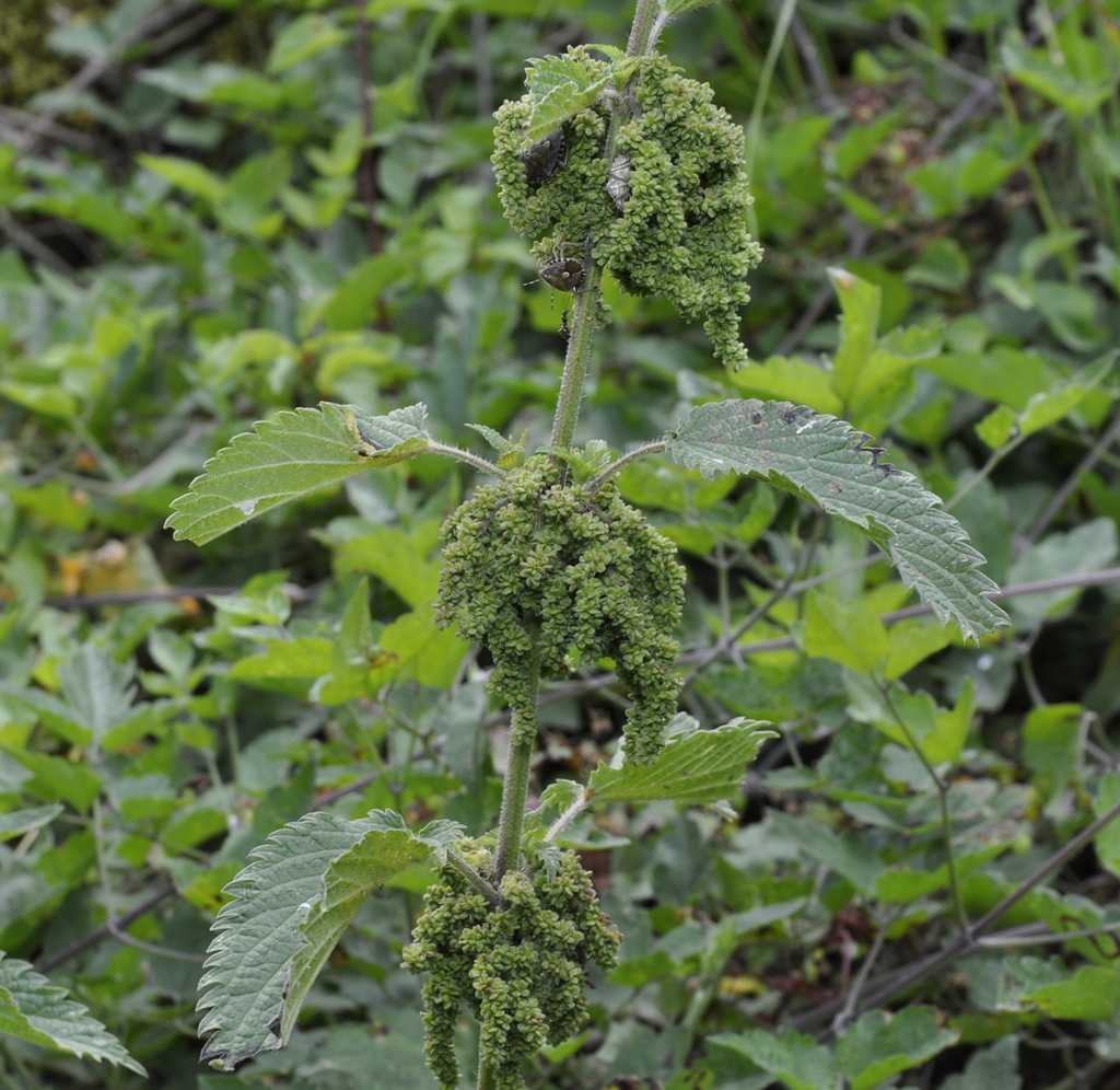 Изображение особи Urtica dioica.