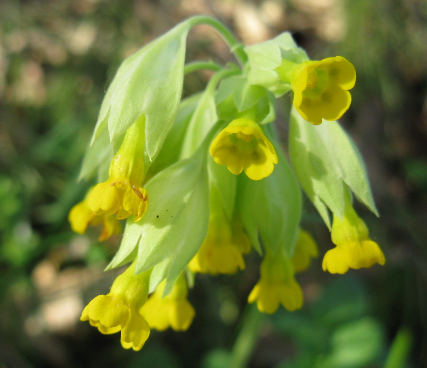 Image of Primula veris specimen.