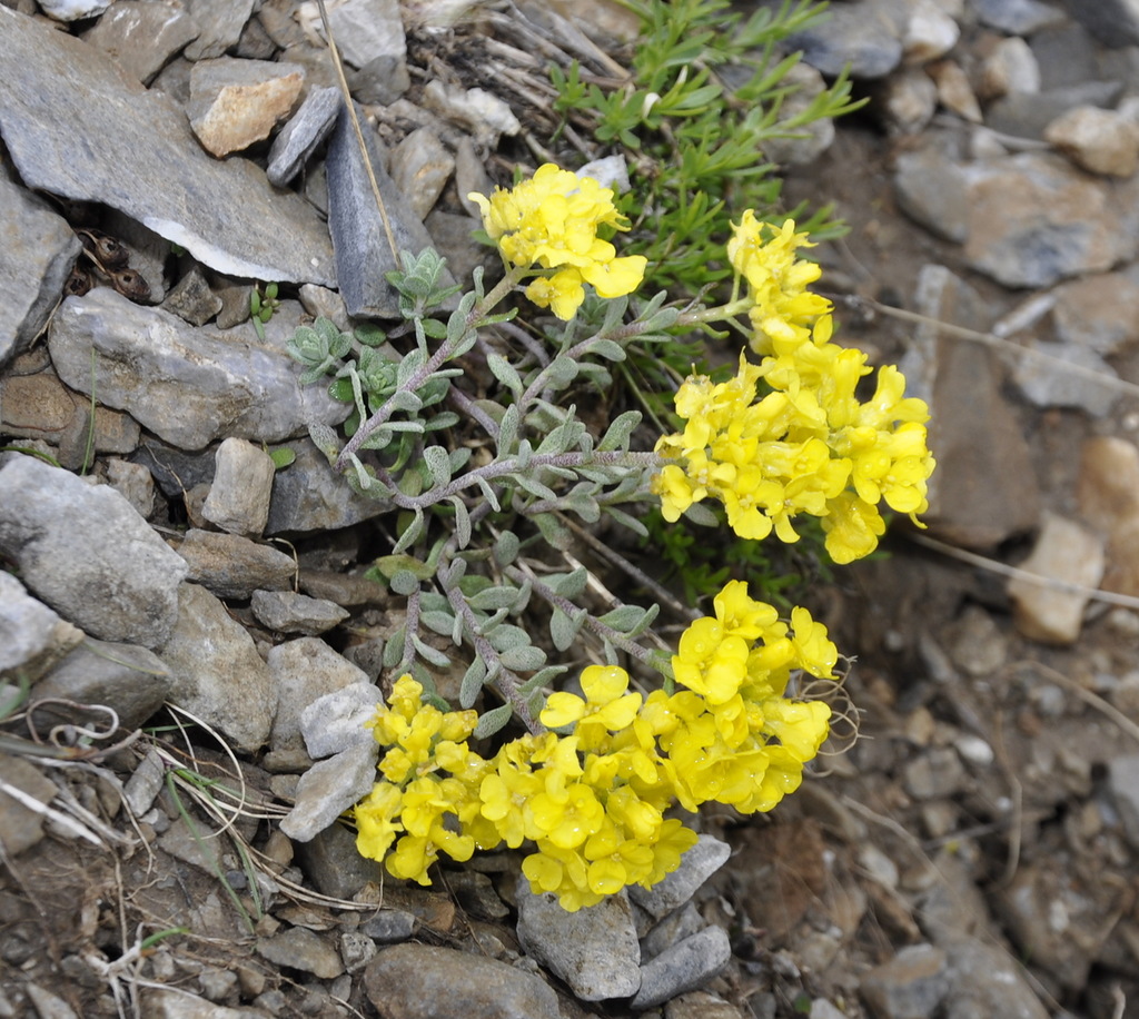 Изображение особи Alyssum handelii.