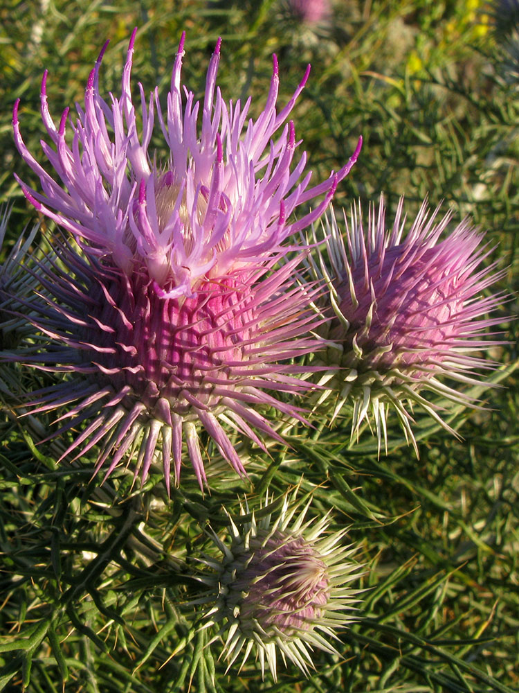 Image of Lamyra echinocephala specimen.