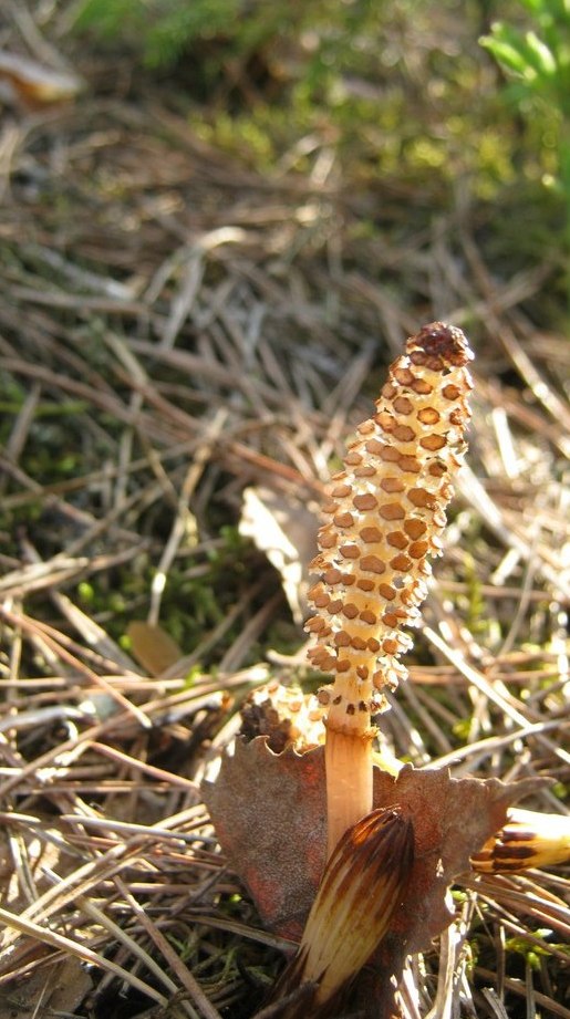 Image of Equisetum arvense specimen.