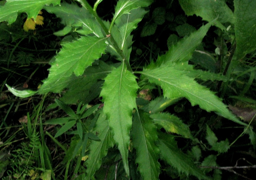 Image of genus Adenophora specimen.