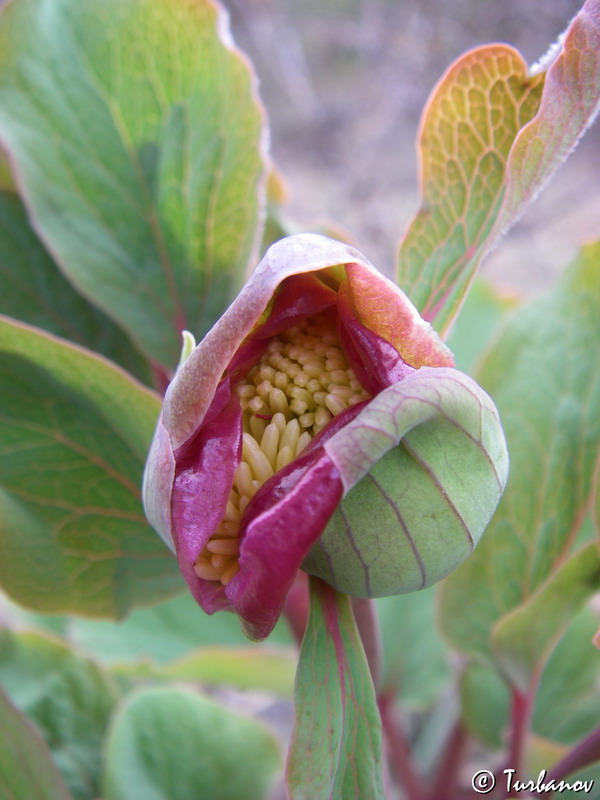 Image of Paeonia daurica specimen.