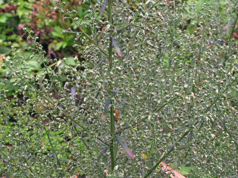 Image of genus Artemisia specimen.