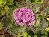 Brassica oleracea var. viridis